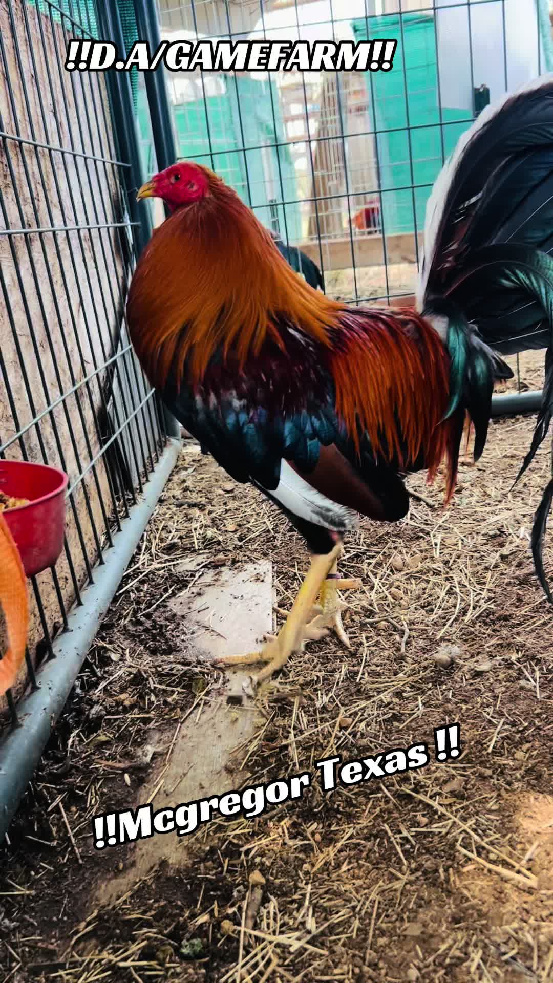 @DAgamefarm