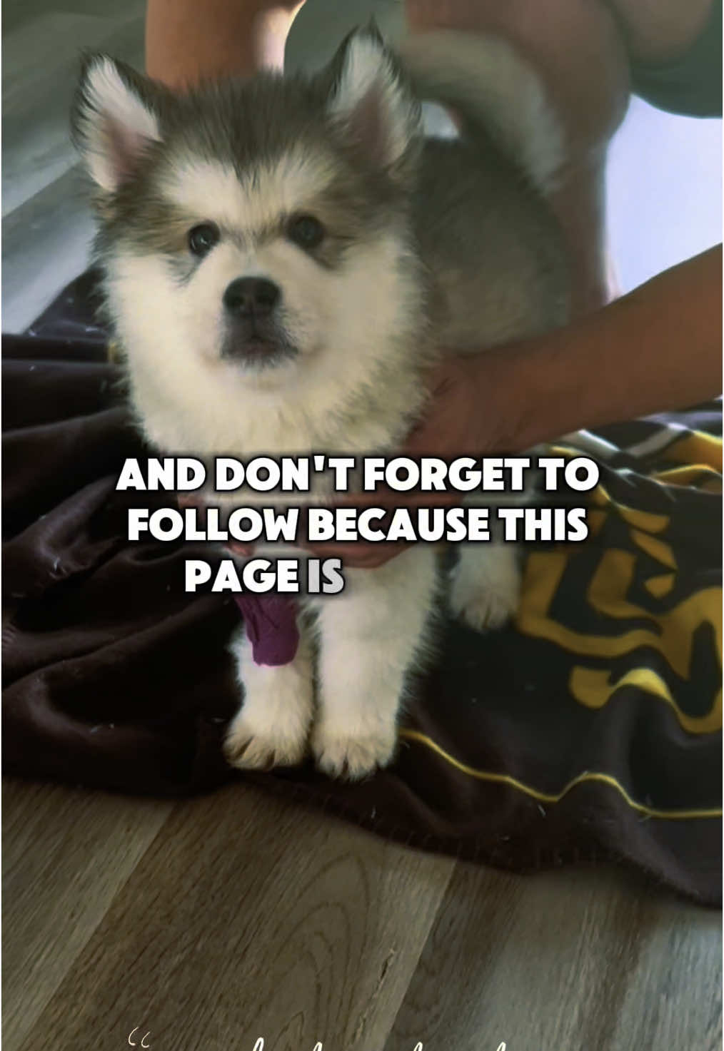@KokaKoaTheAlaskanMalamute