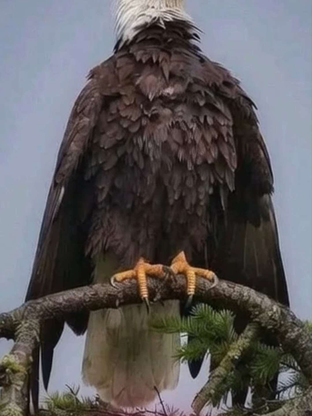 @Eagle Lover 143