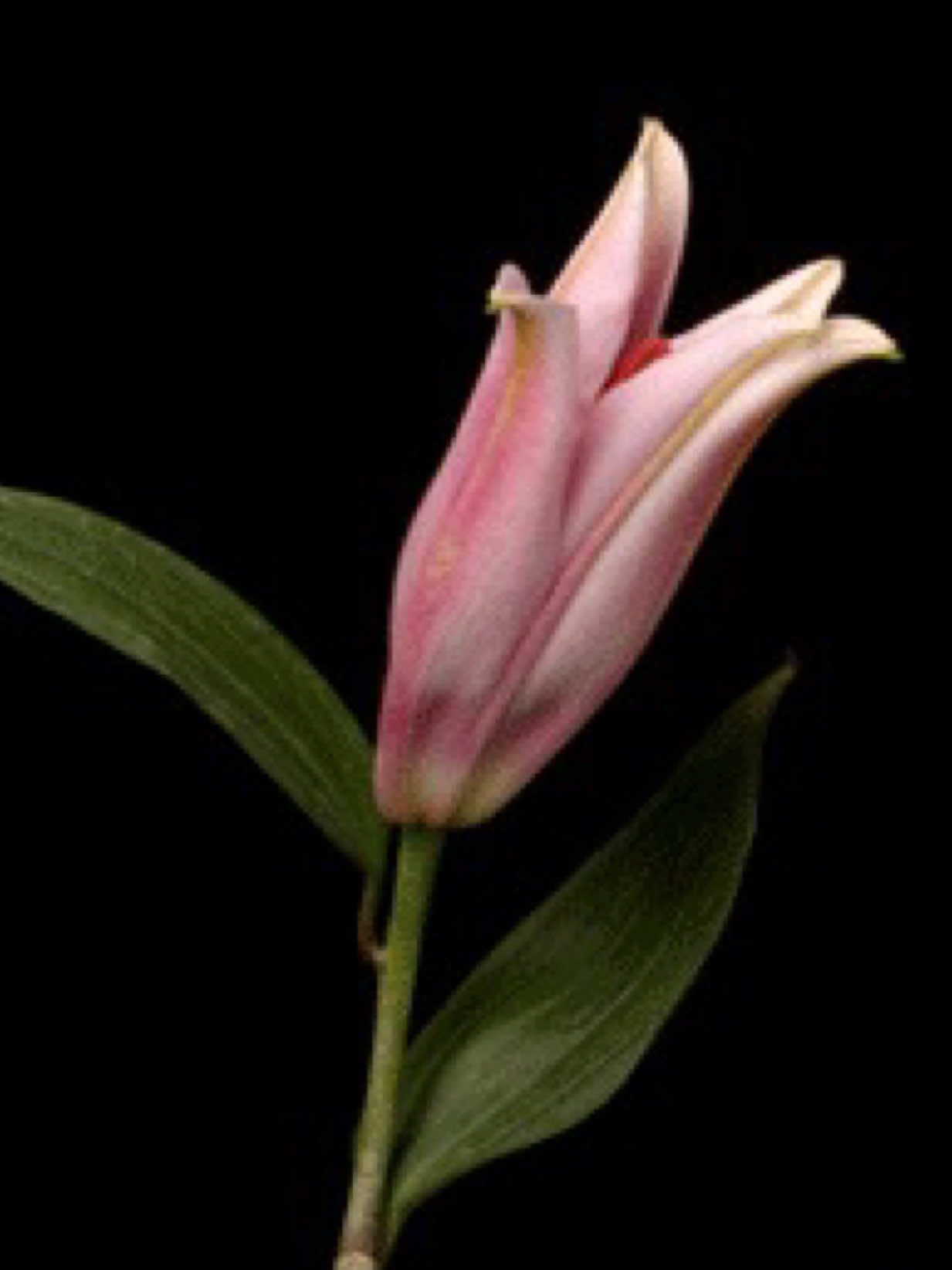 @santhulll