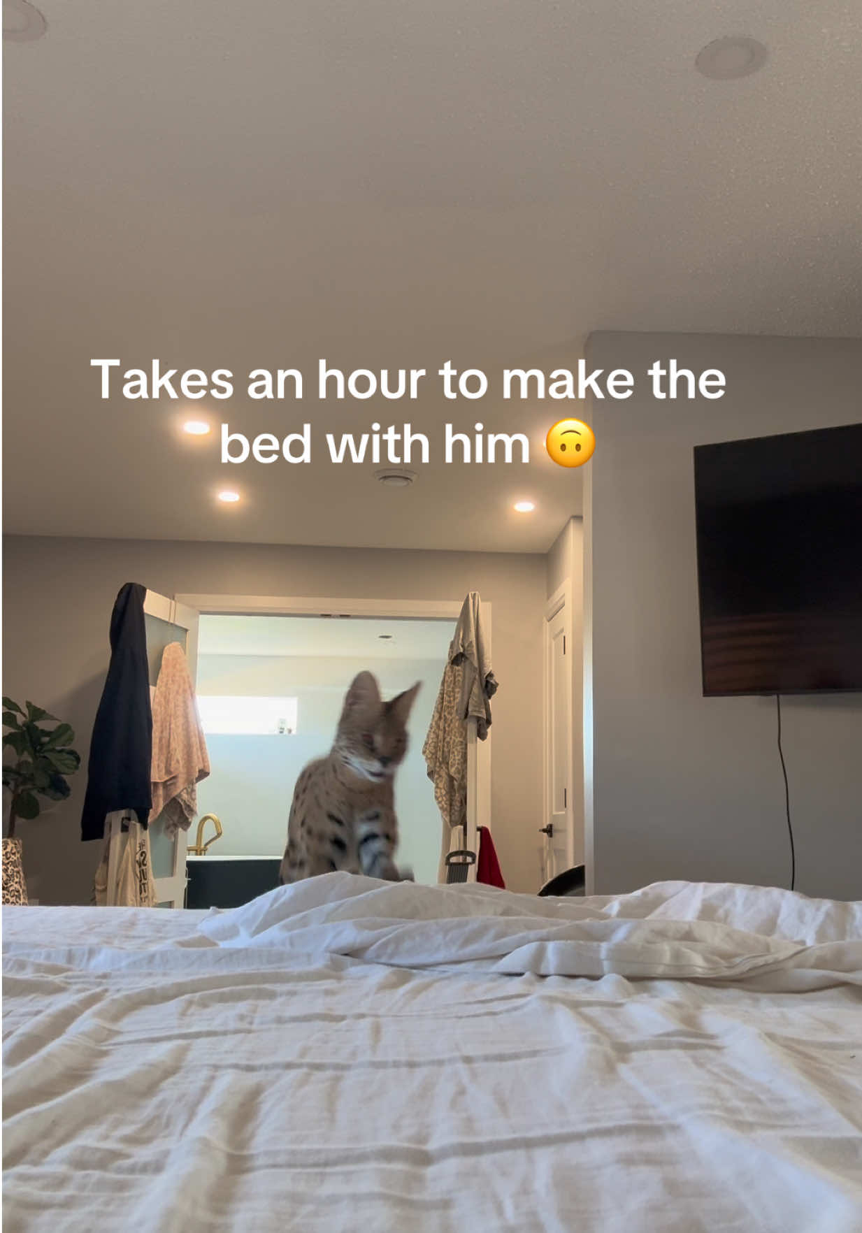 @milo the serval