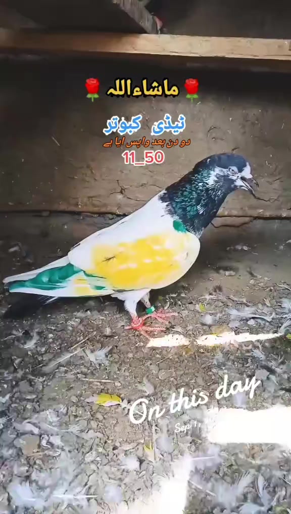 @Ali_Raza_super7 🍁🕊️❣️❤️🔥