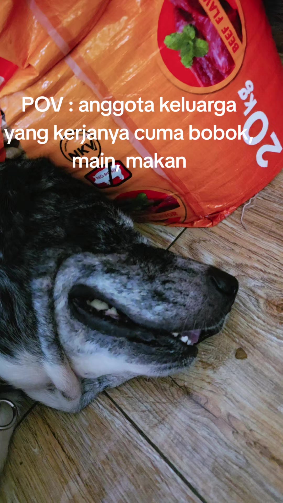 @indonesian_dog_lover