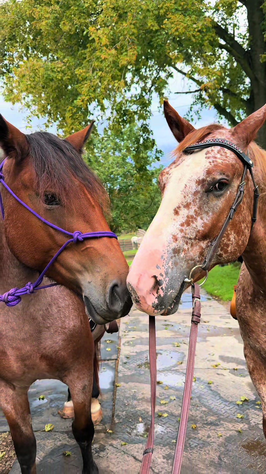 @Free Spirit Equestrian