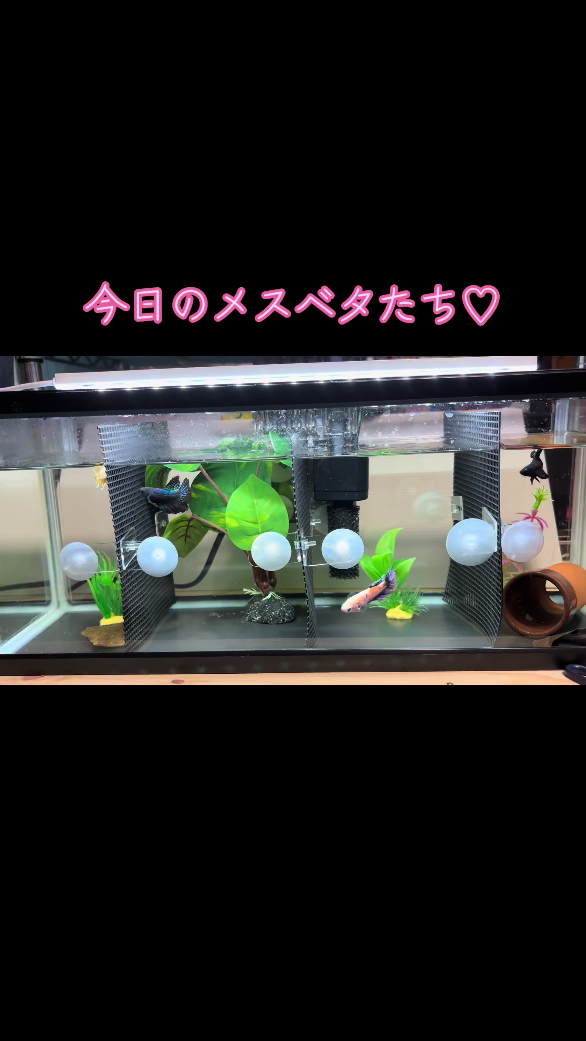@ちあ🐠🫧