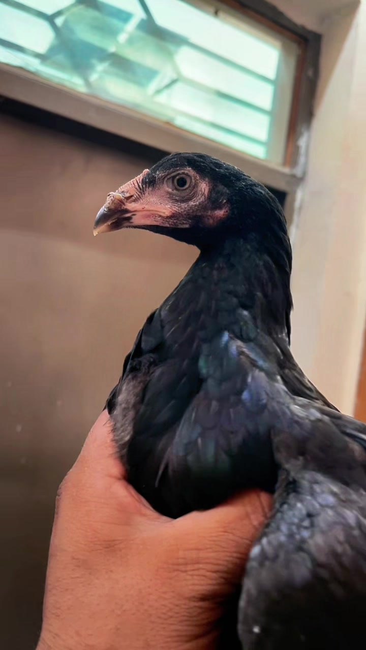 @🦅Home Breed Aseel 🦅