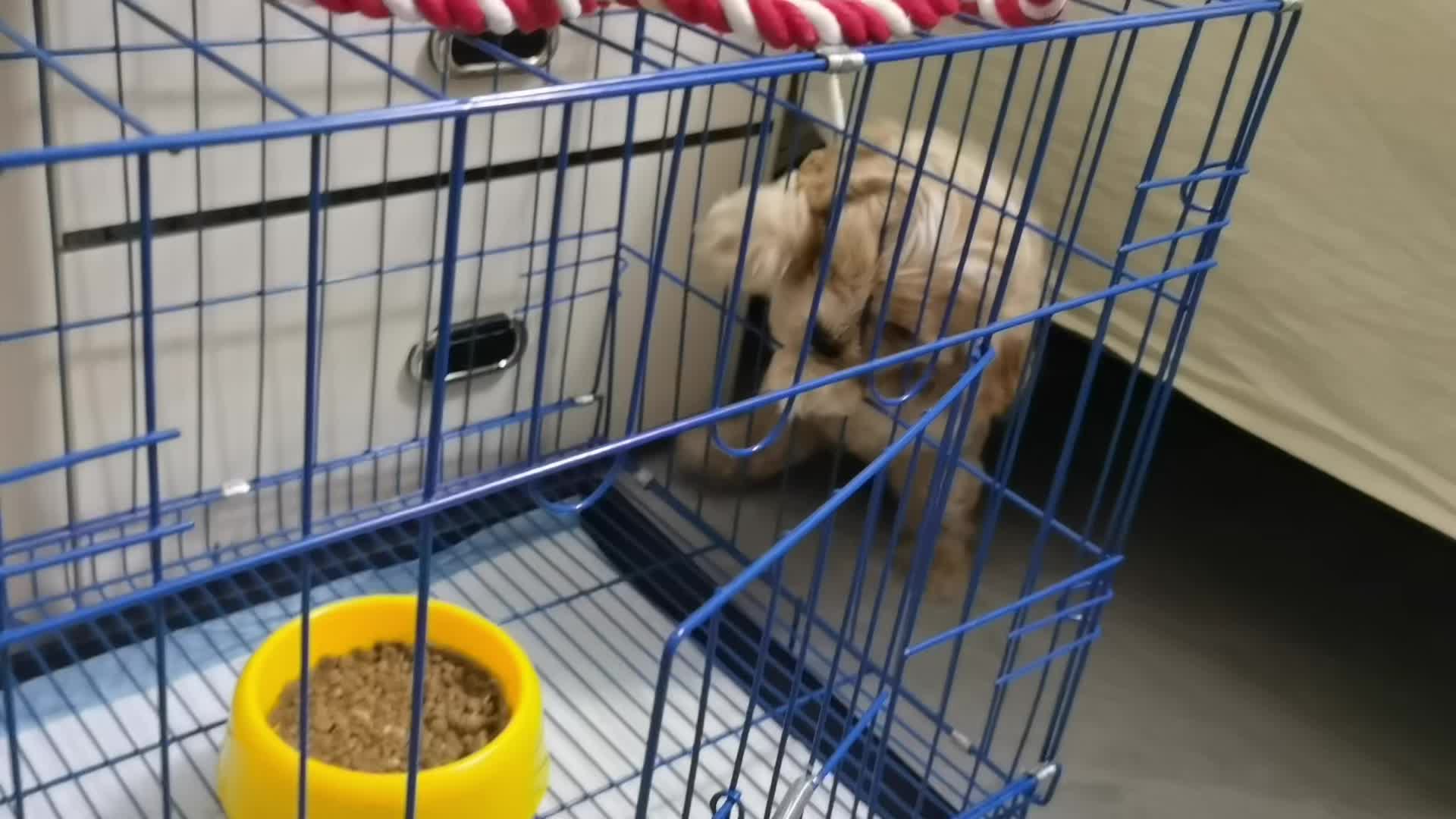 @Pet World Hub