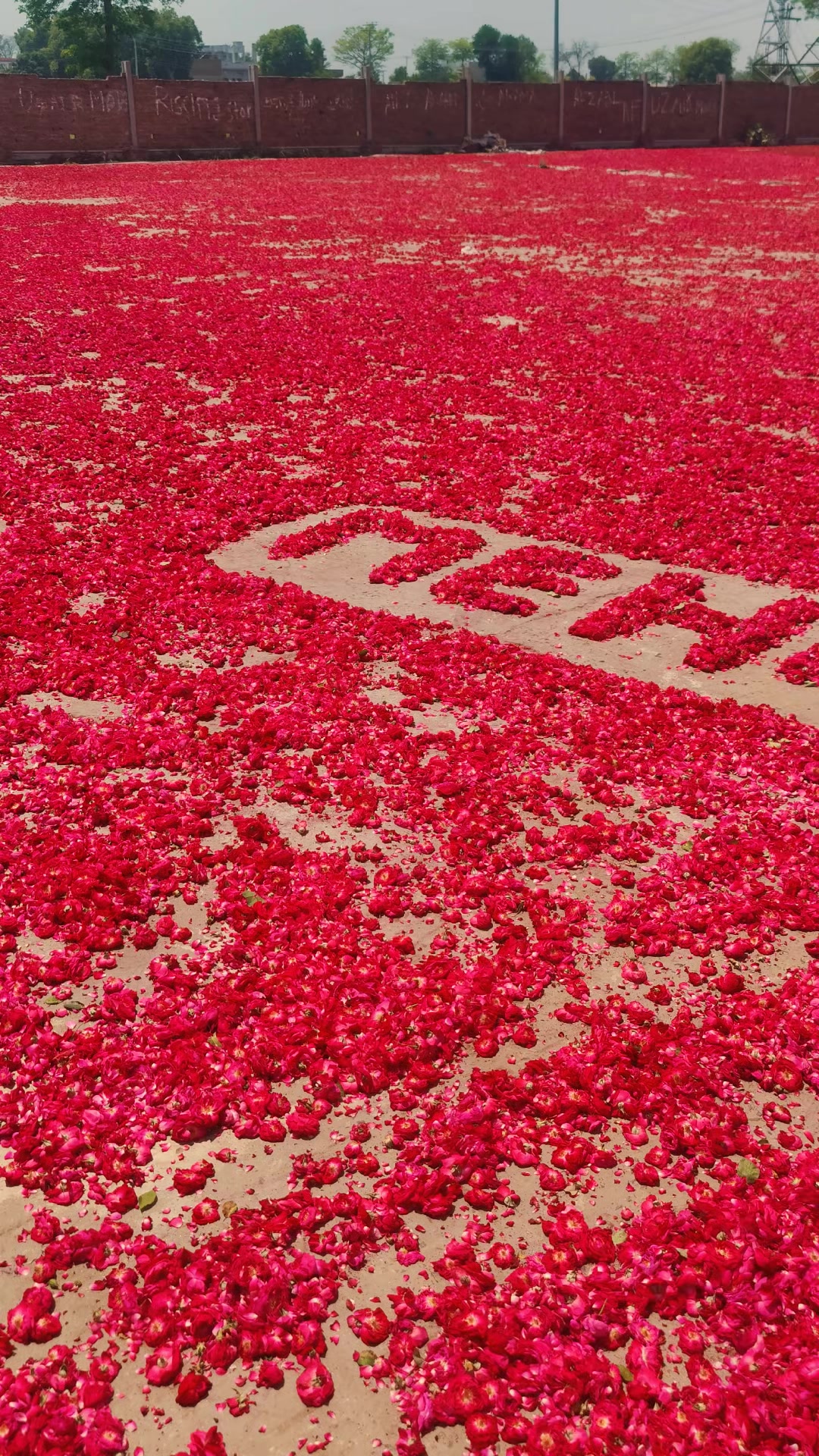 @🌷𝐒𝐇𝐀𝐍 𝐅𝐋𝐎𝐖𝐄𝐑𝐒🌷