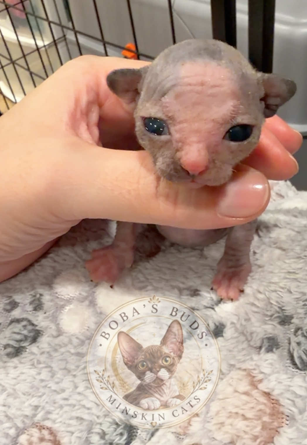 @Boba’s Buds Minskin Cats