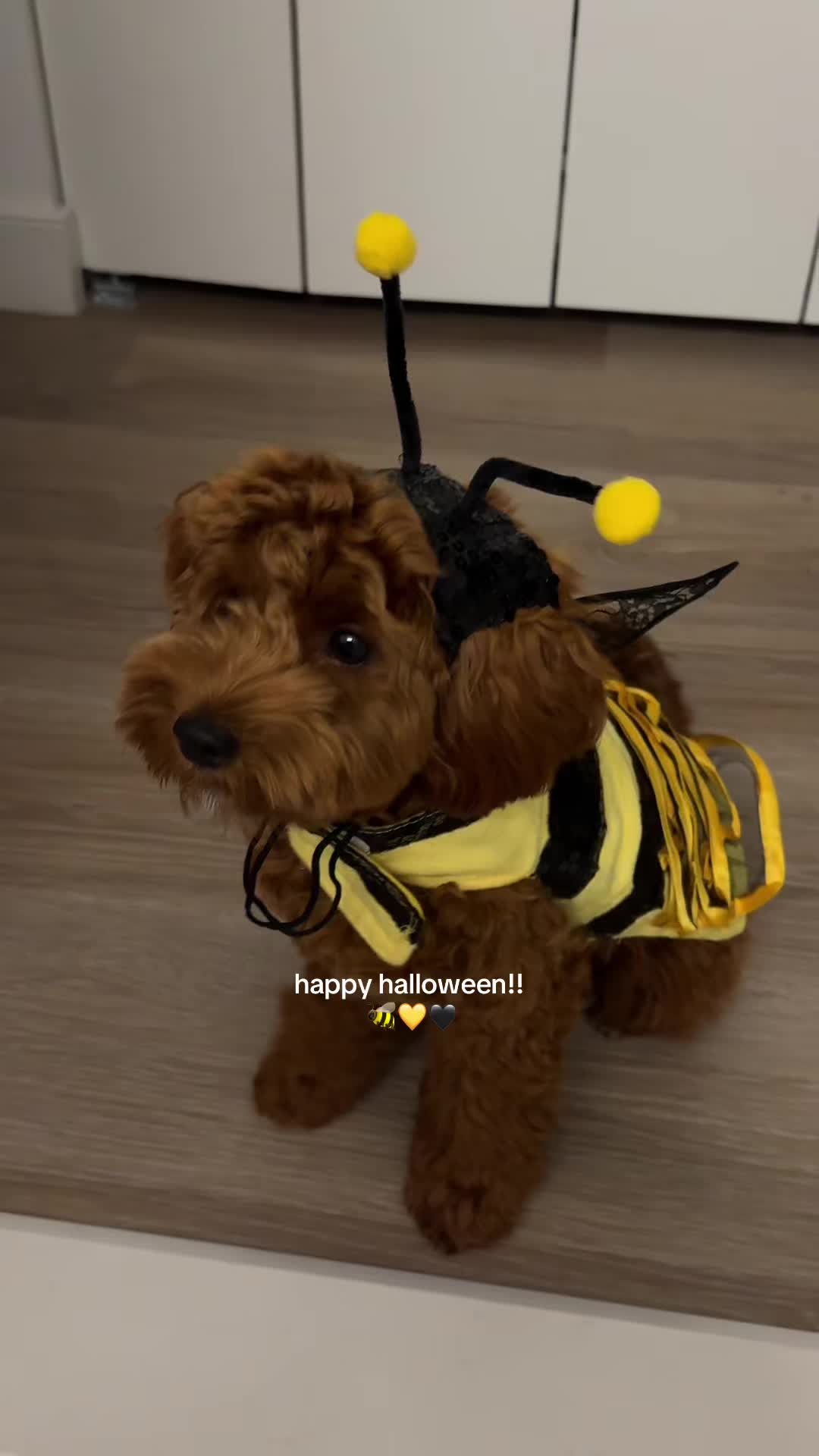@Lilo The Cockapoo