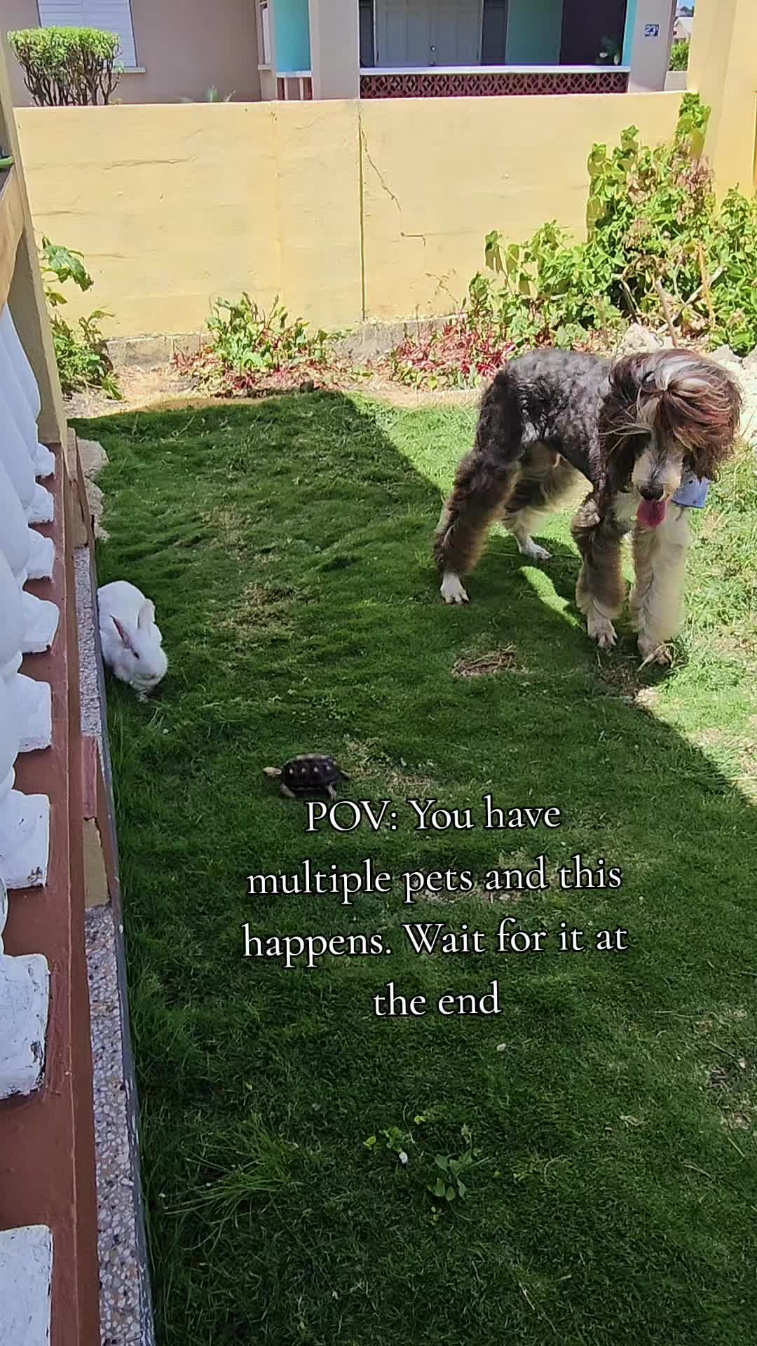@MixedPetCollective