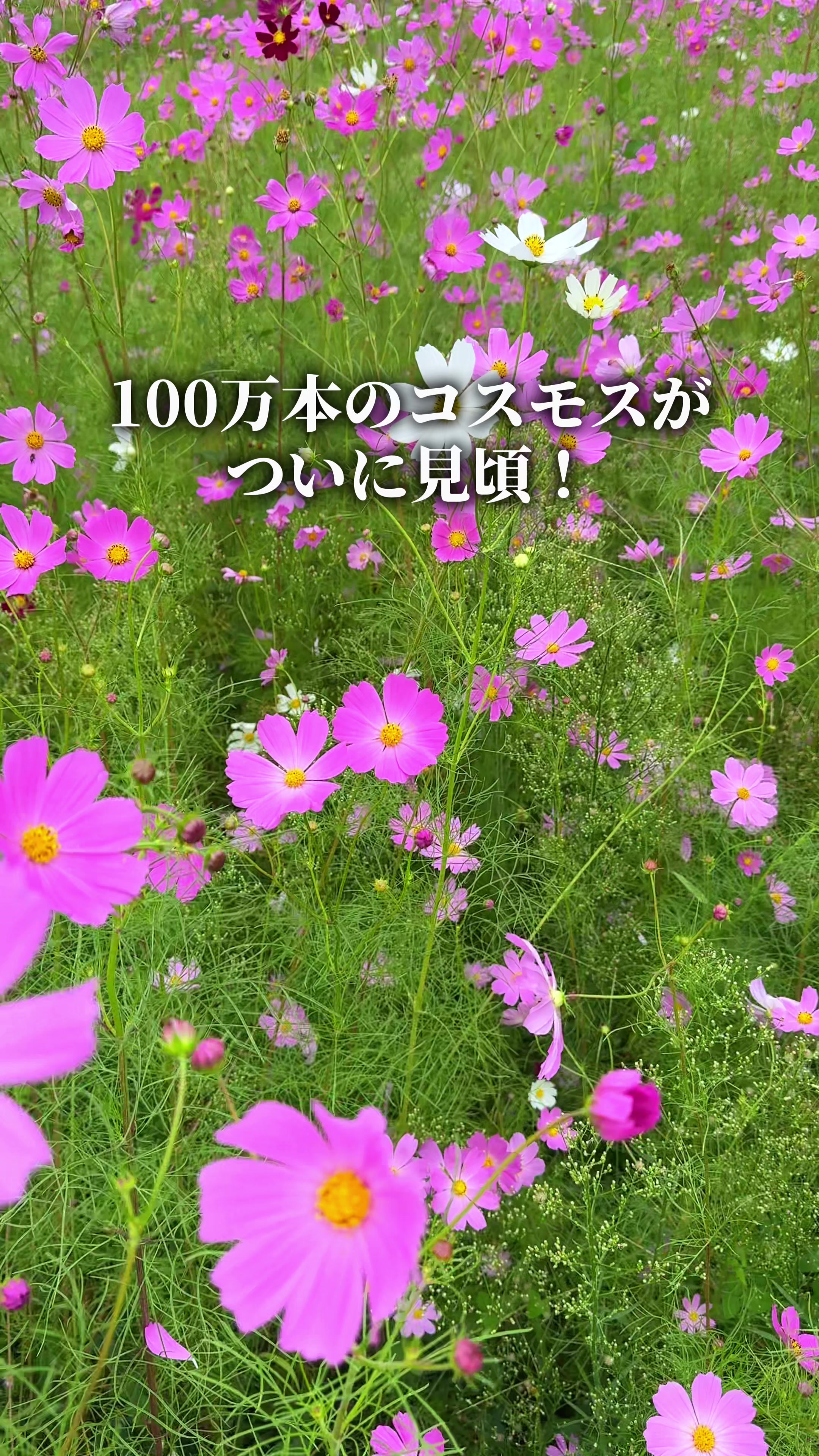 @ひろと / 大阪発!関西トレンド独占旅🔥
