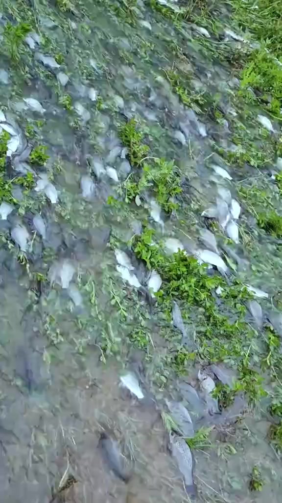 @☘️ মেঘ-ময়ূরী 🌷