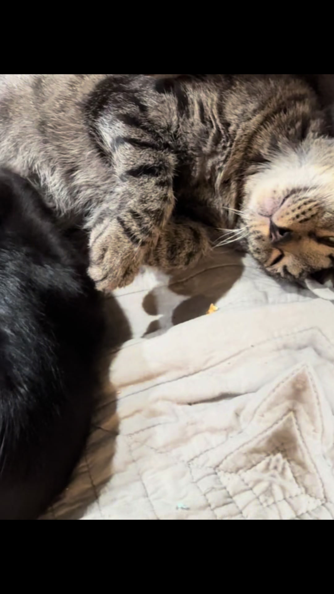@purrrmeow