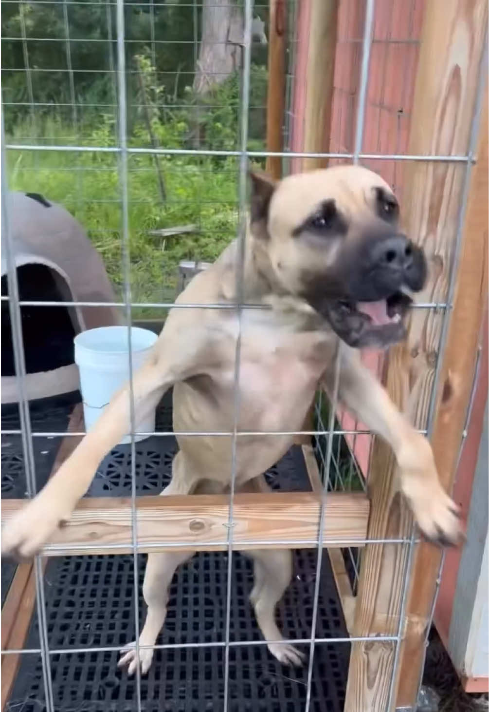 @KVNG KENNELS