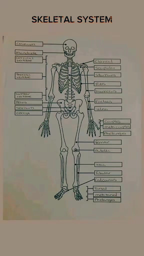 @the radiology zone