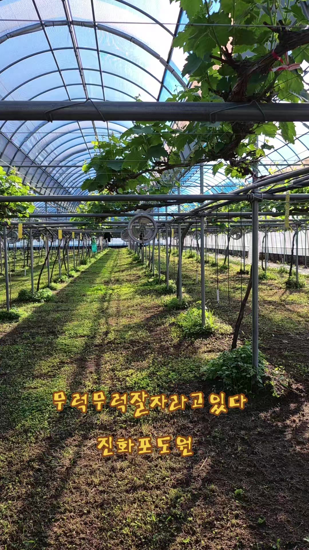 @진화포도원