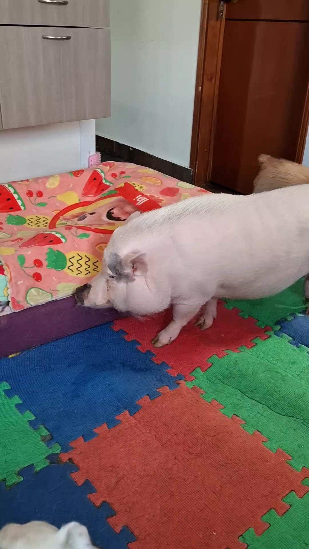 @🐷Ibi.pig🐷