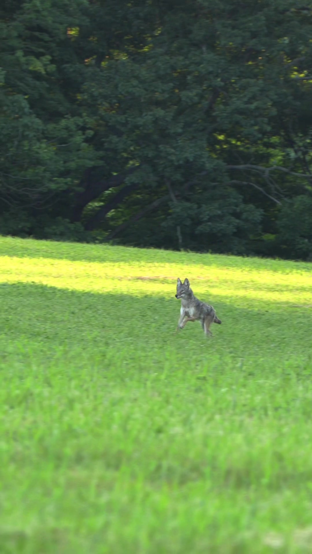 @FOXPRO Game Calls