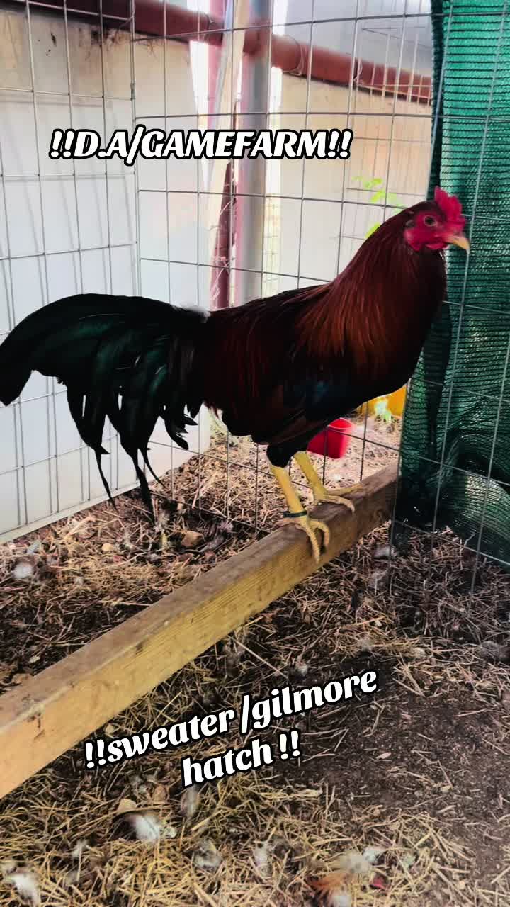 @DAgamefarm