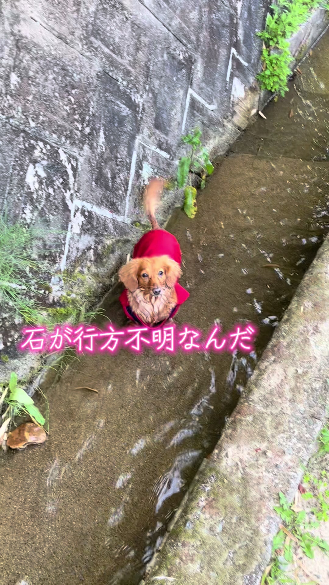 @しばいぬ