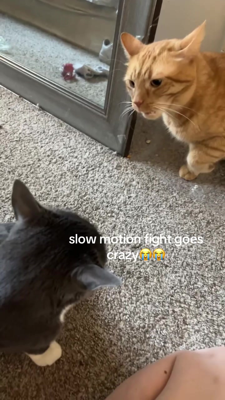@maryyy🍄🧚🌙🐈&zwj;⬛