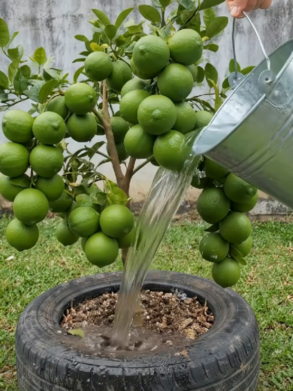 @PlantsLife