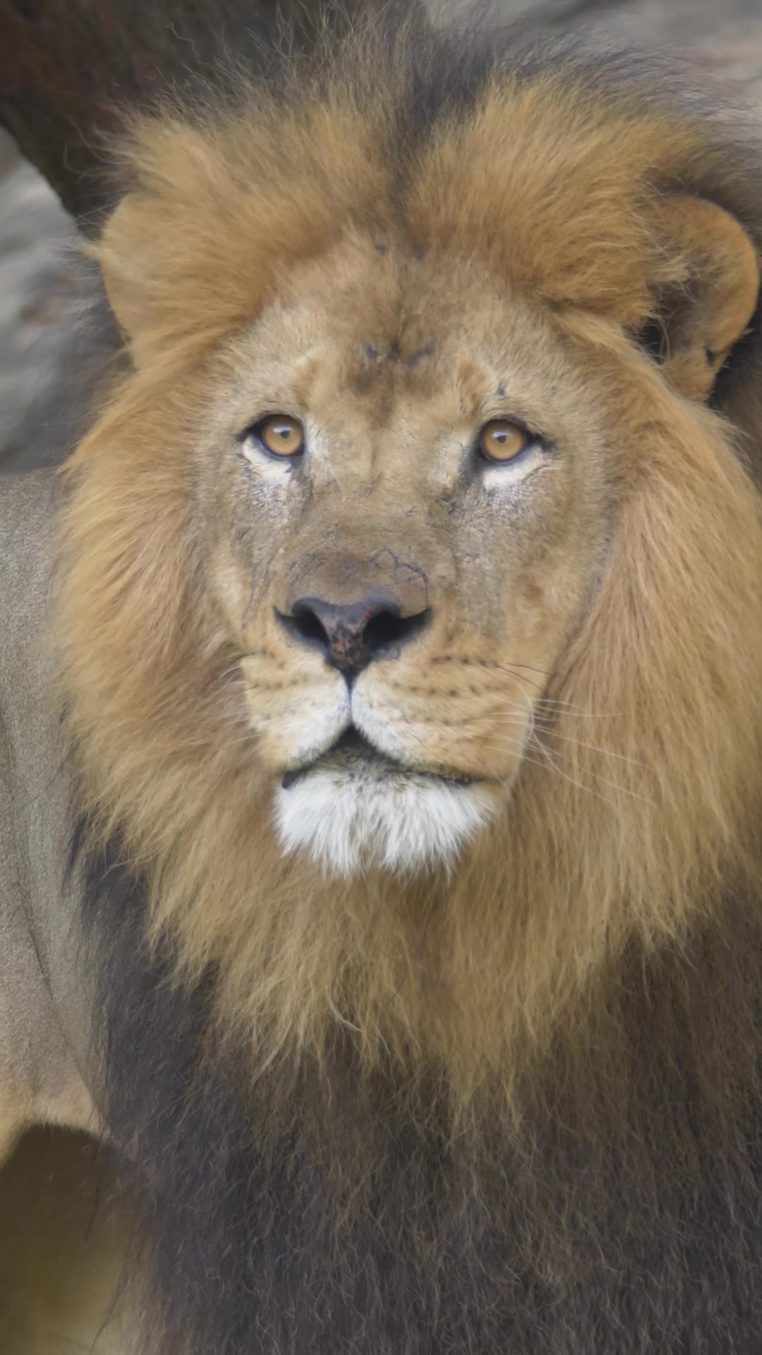 @Houston Zoo