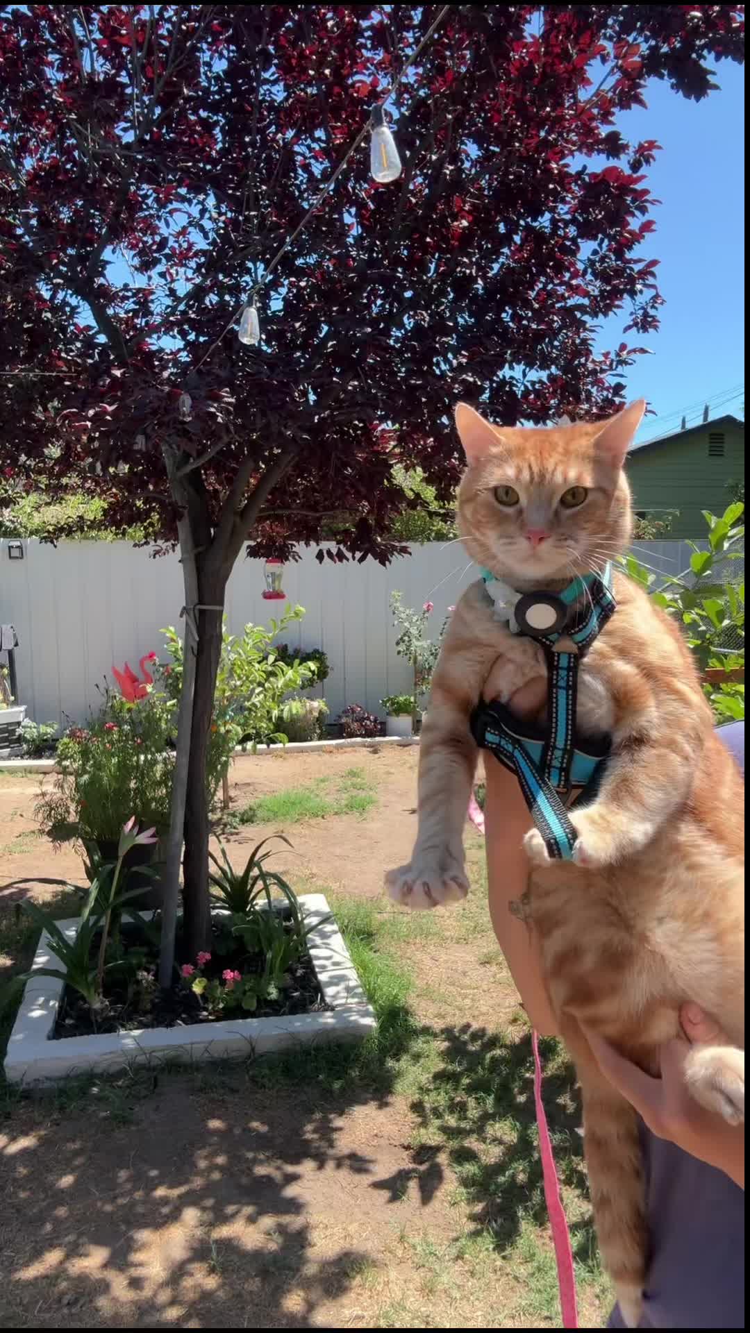 @thedancingcats13