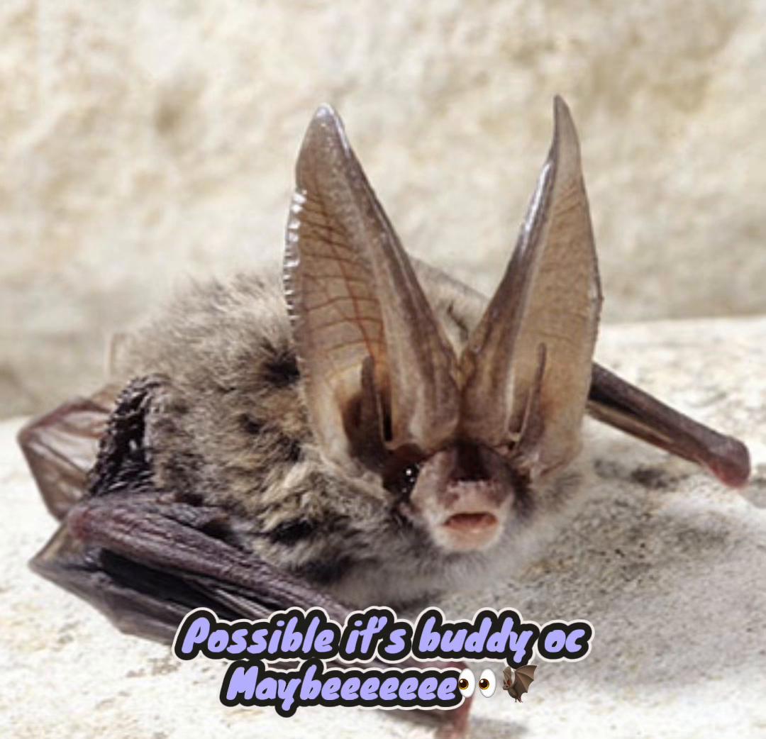 @Xx🦇BATBITES🦇xx