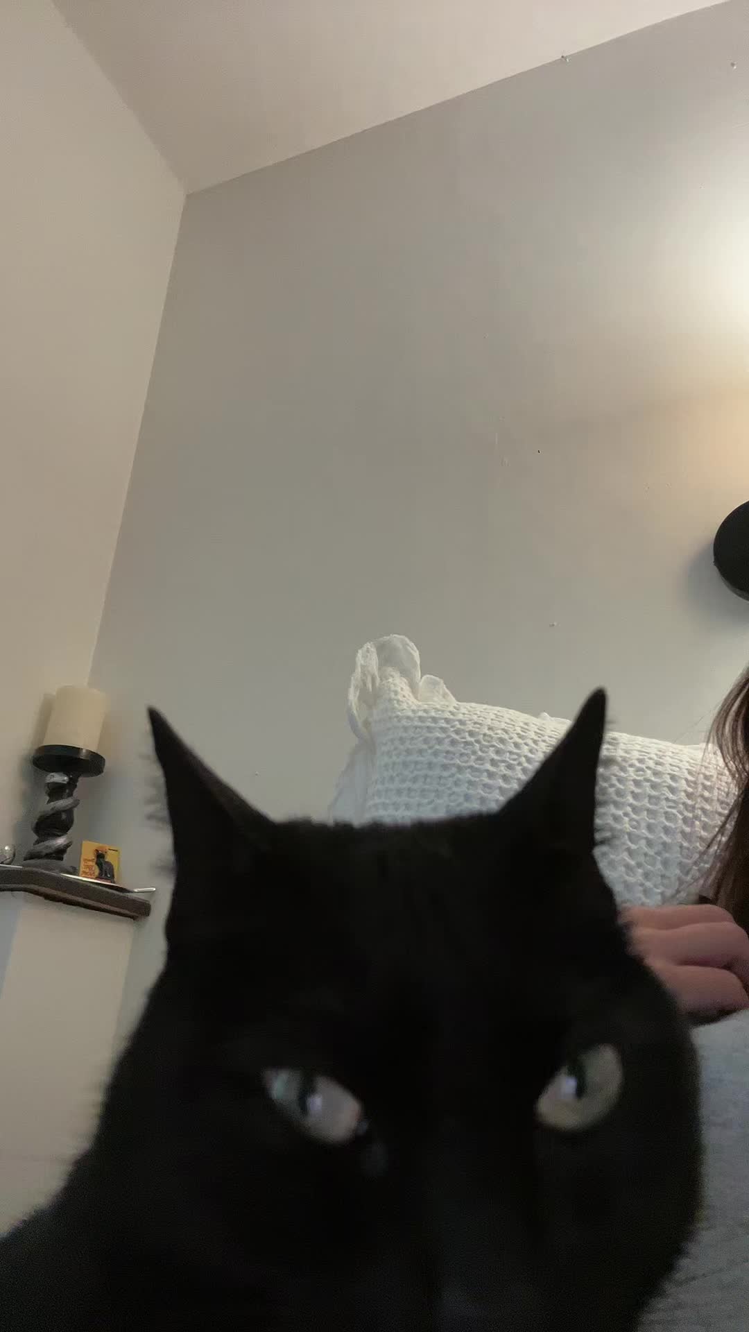 @lana🐈⬛