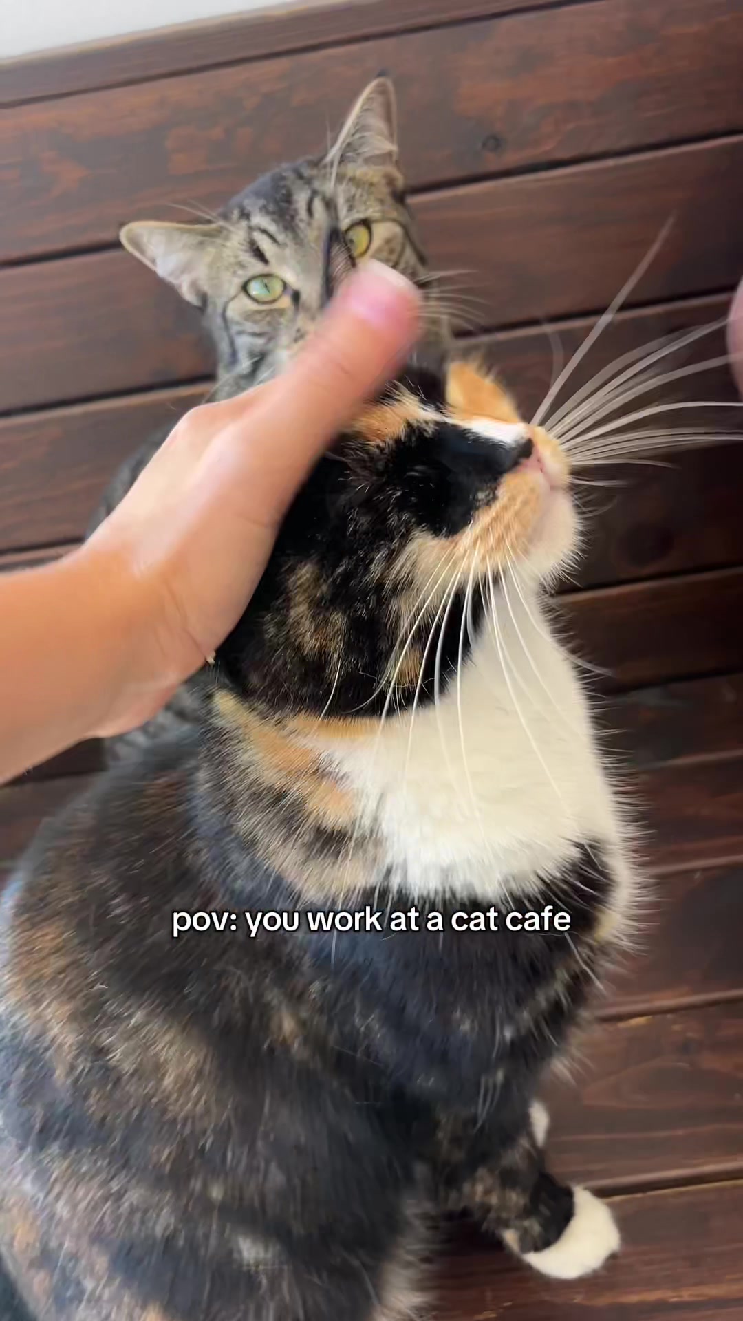 @crazycatcafe