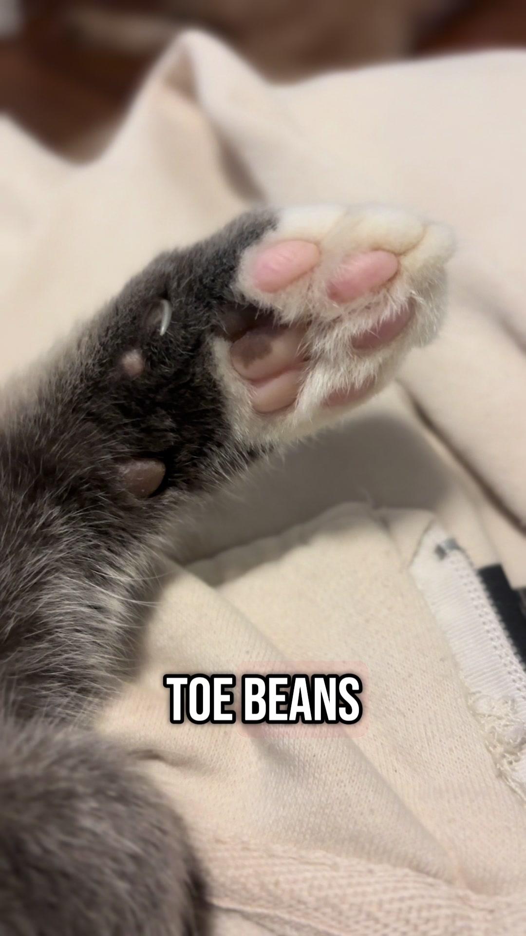 @Pet Mom Things