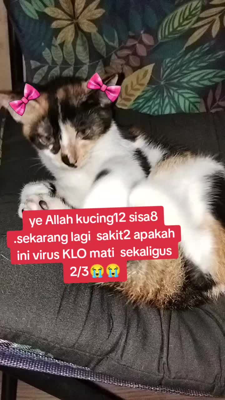 @afifah