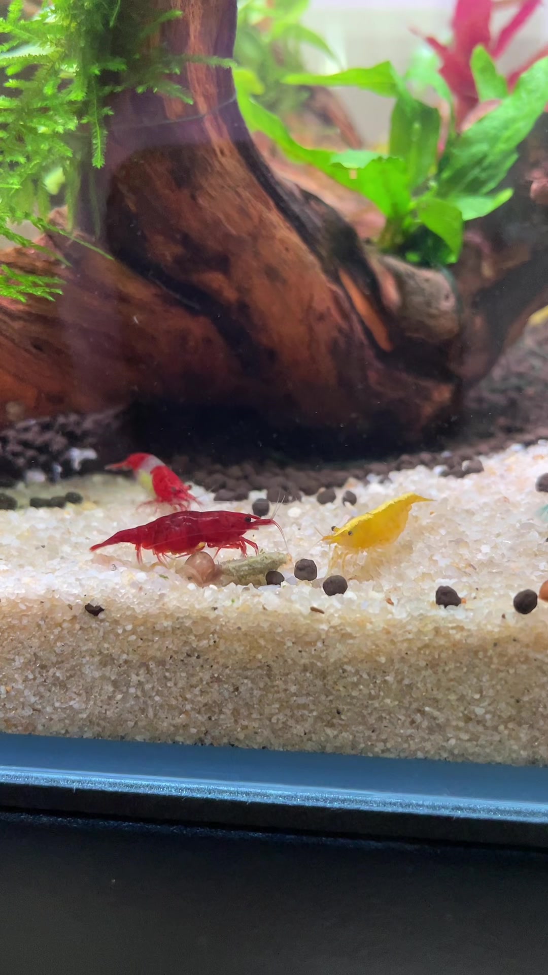 @fishygator