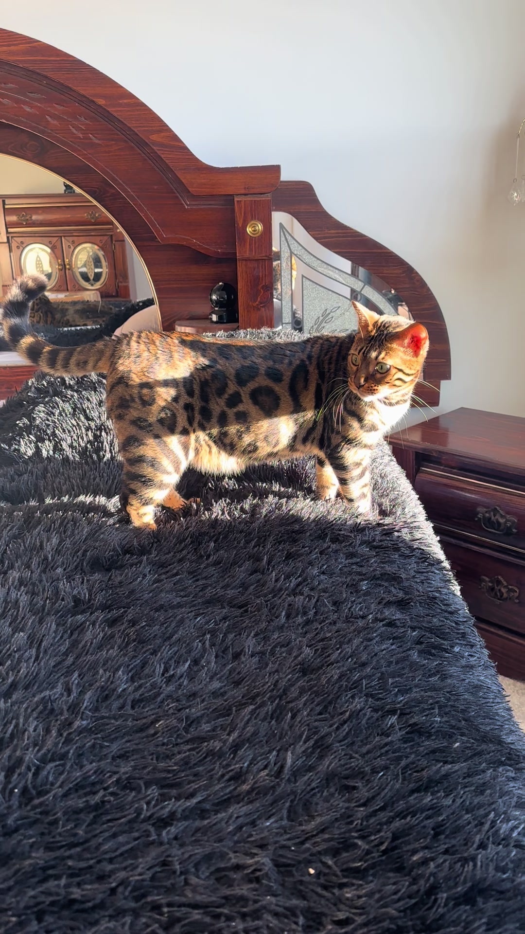 @Tiny Leopard Cats