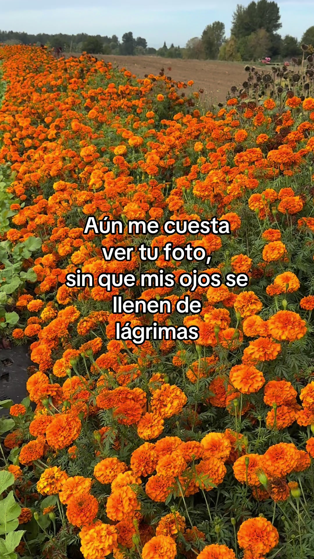 @⚜️🍓✨🪗pablocarbajal63✨👽🪗