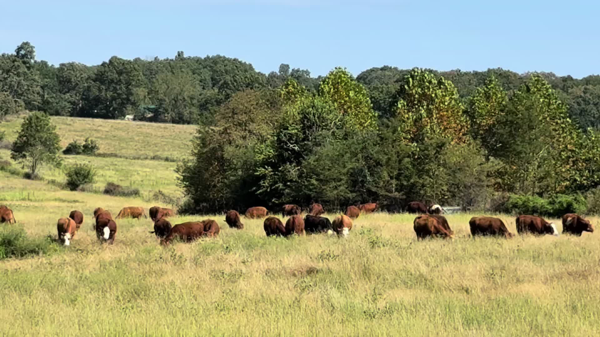@Massey Land & Cattle