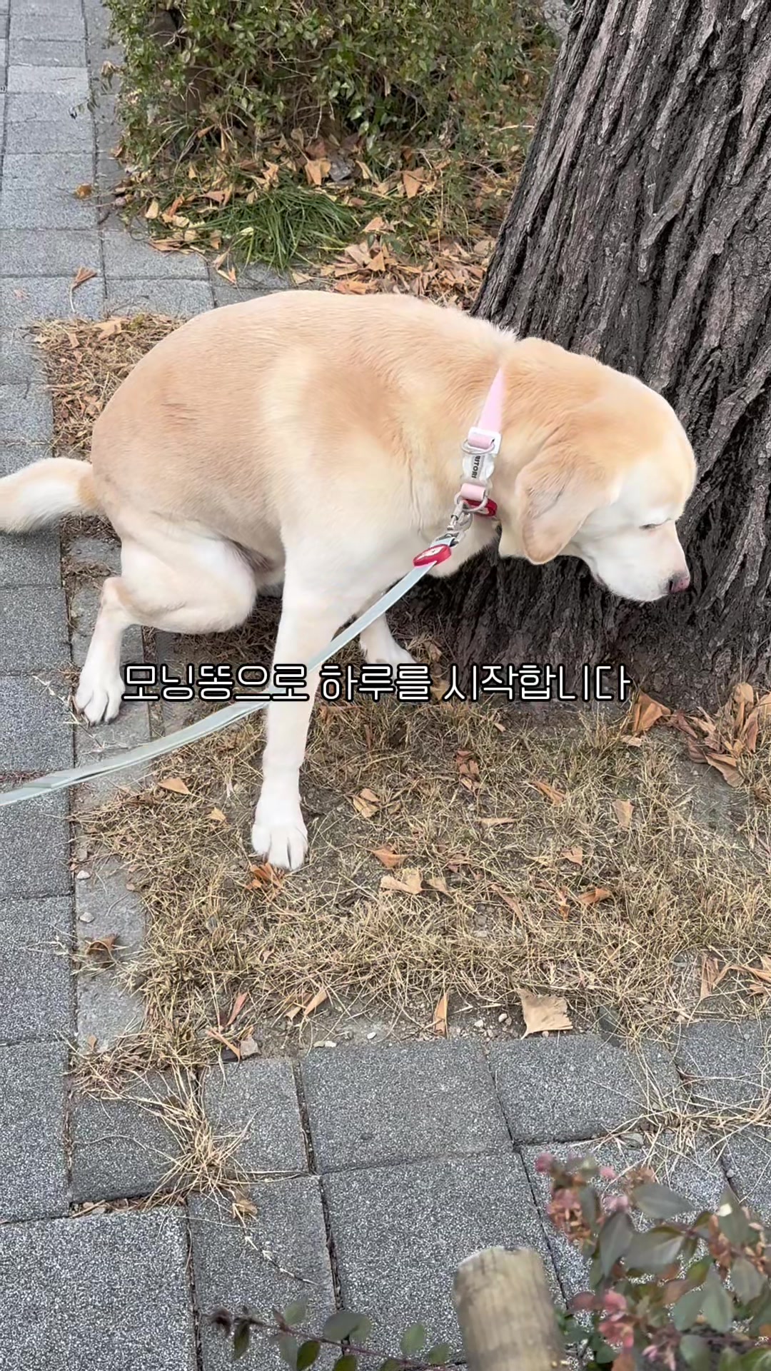 @미코의 세상