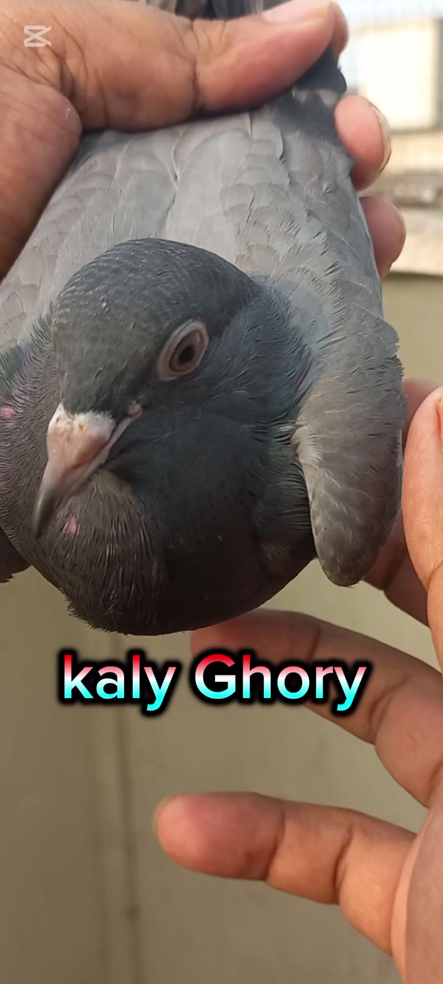 @Ranakasuripigeon