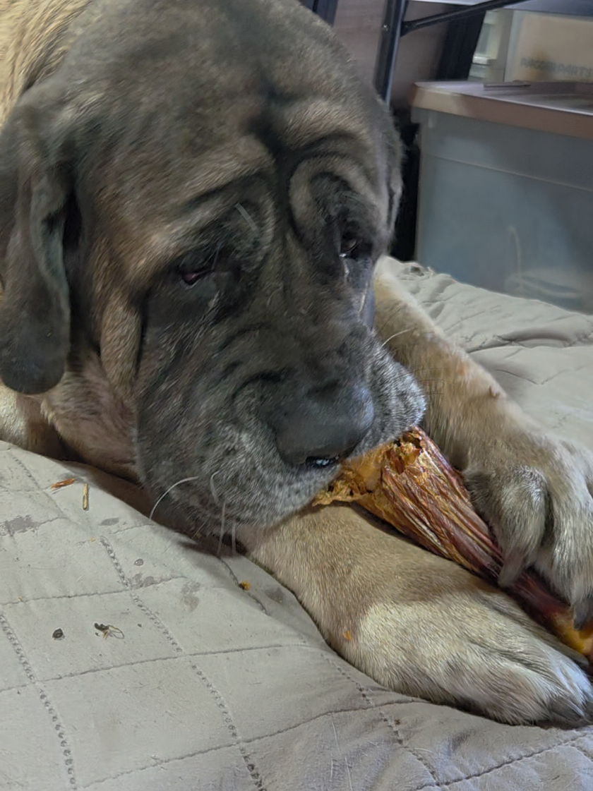 @Maple Mastiffs