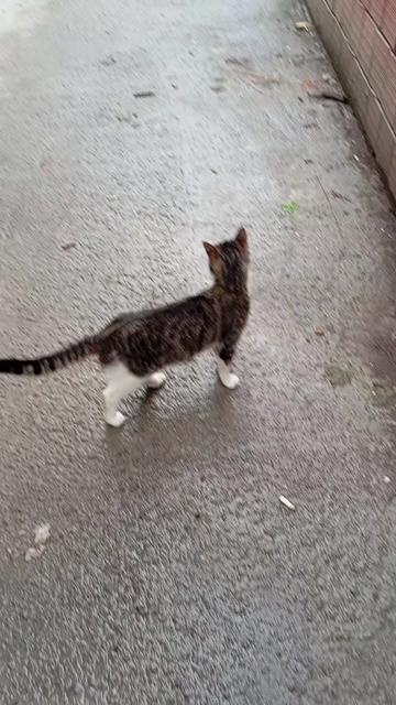 @Fatoşçırpan34
