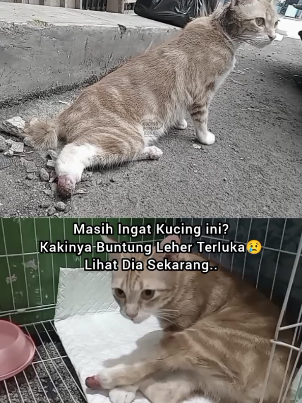 @Kucing Rumah Ronal