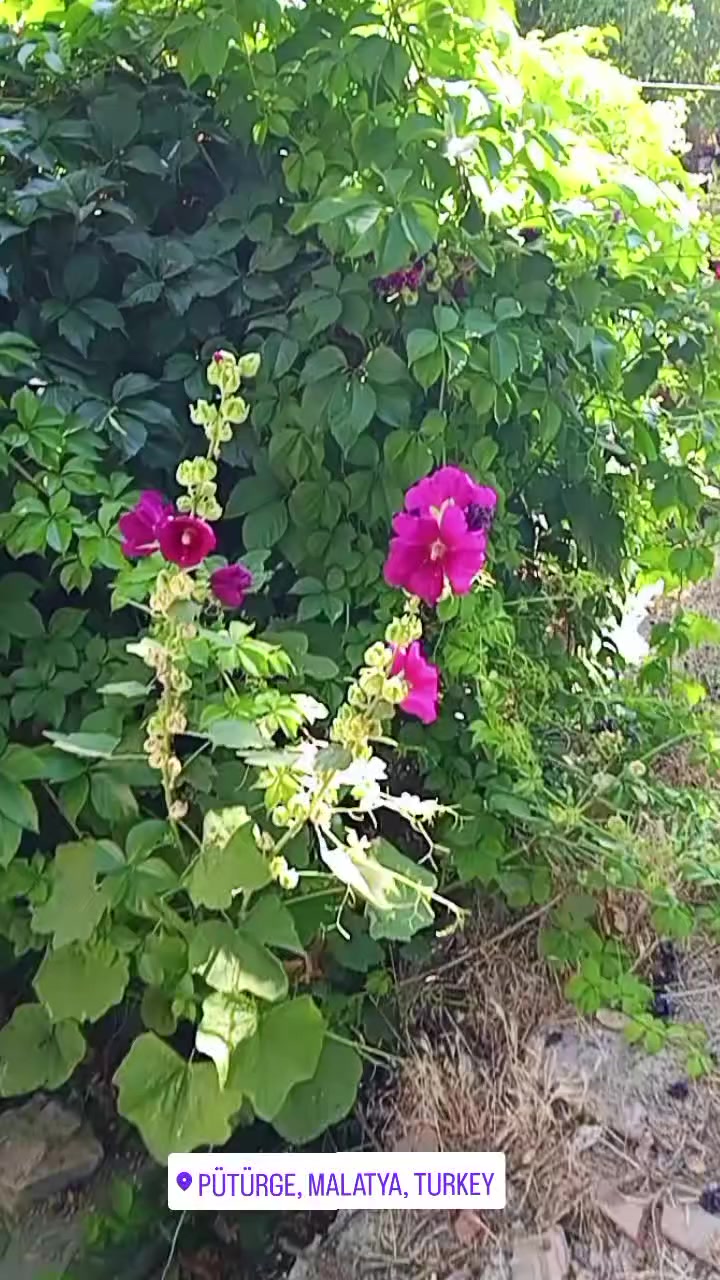@🌼🍀