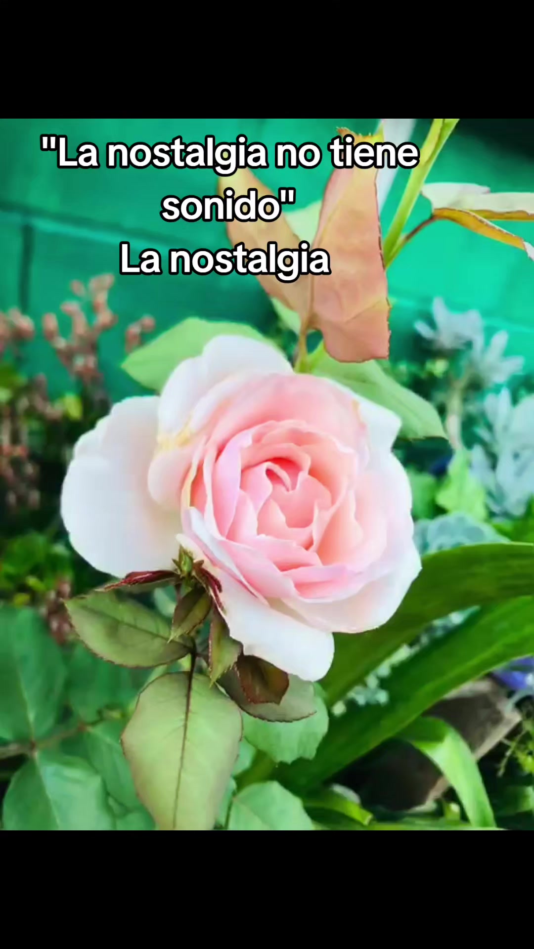 @Selena Pérez🇸🇻503
