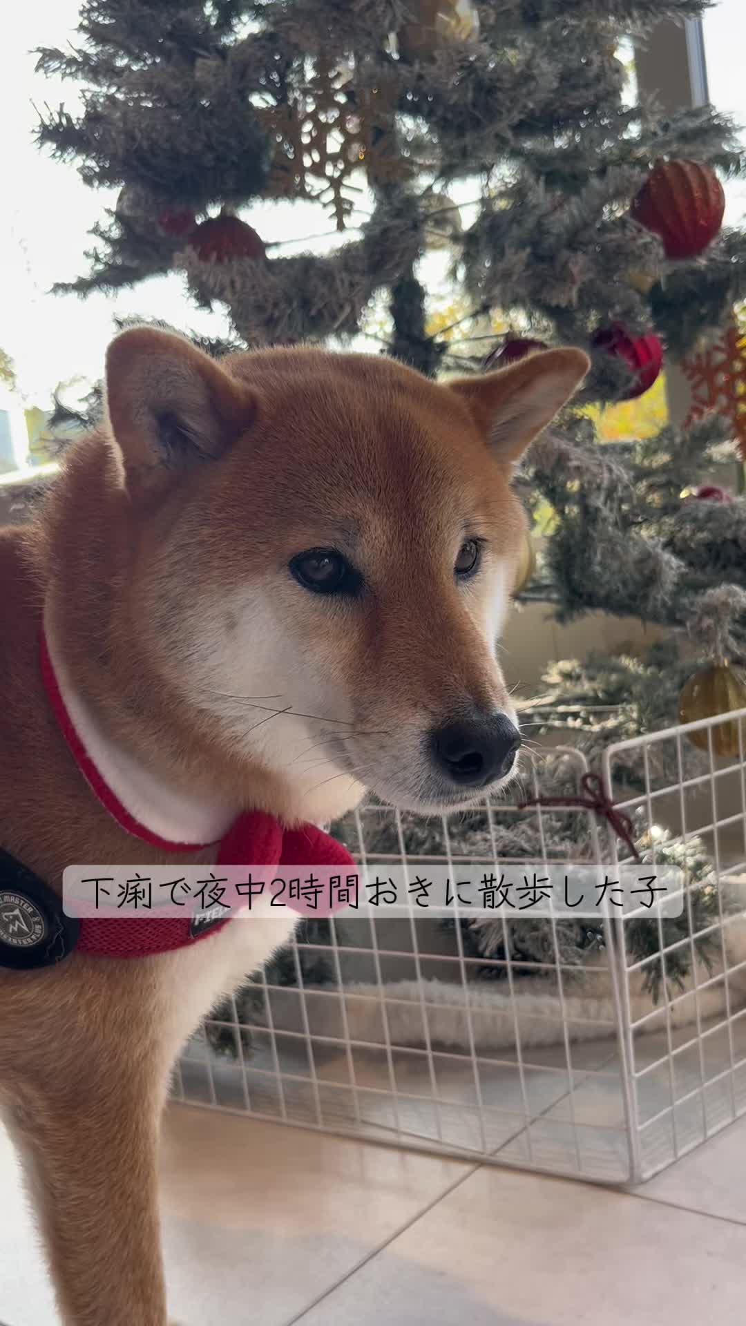 @柴犬はな🐾
