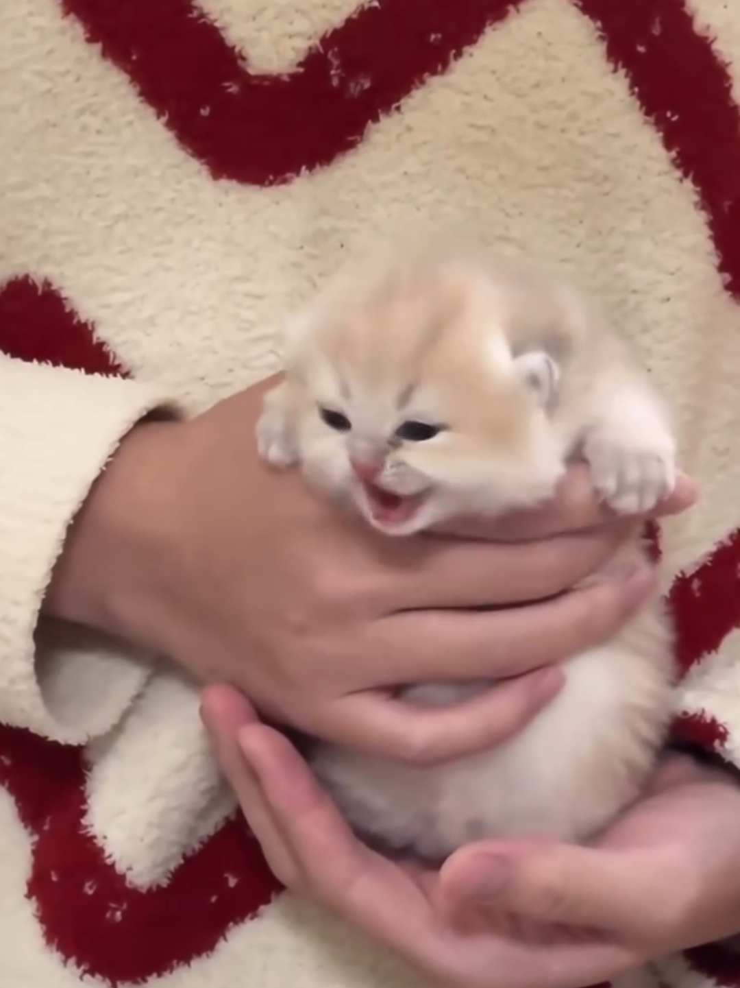 @Chonky World Of Cats