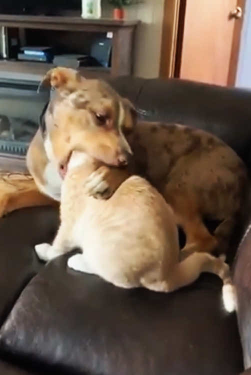 @Funny dogs 226