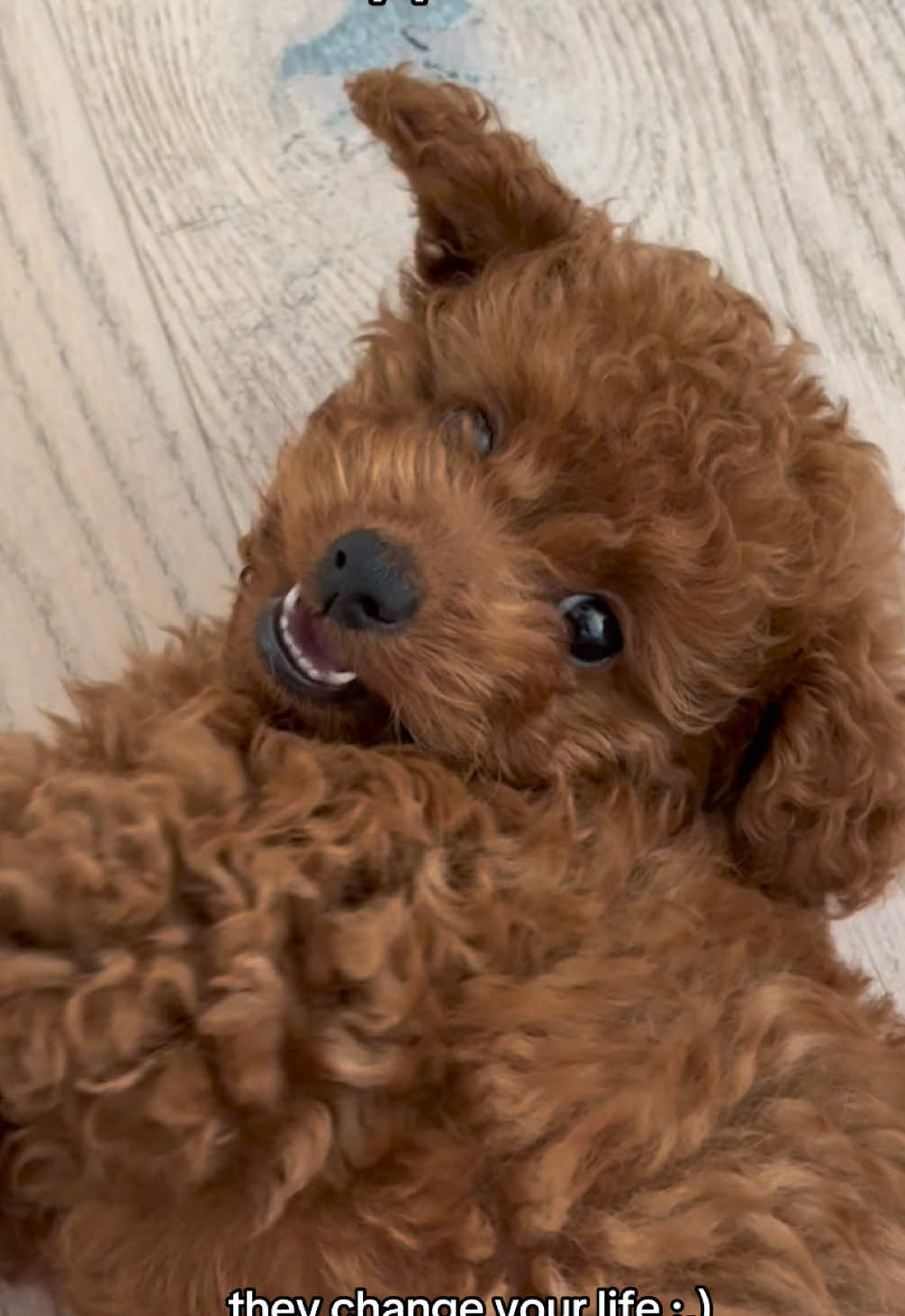 @peppermytoypoodle