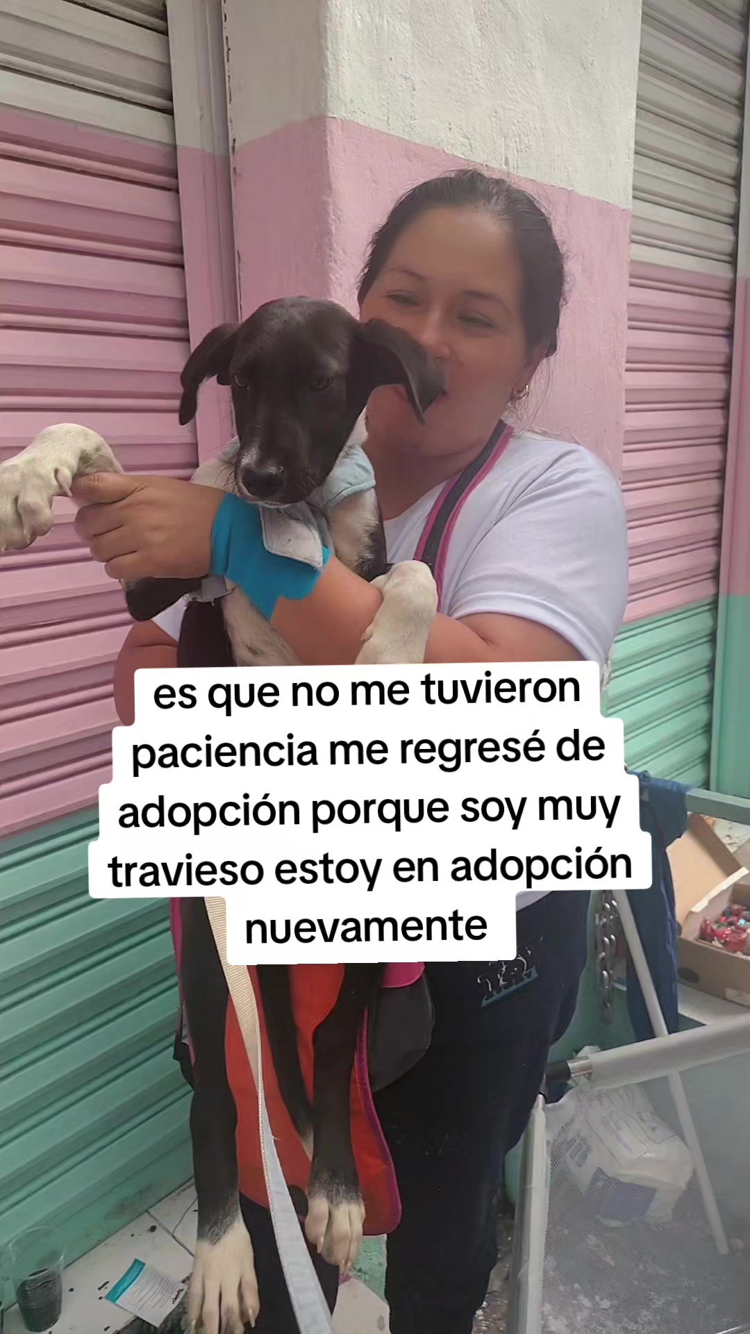 @rescate de perros guapos 😚